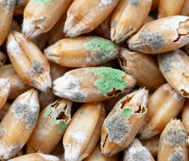 高校实验室用：LD-LZ1真菌毒素检测仪，荧光定量技术适配教学科研