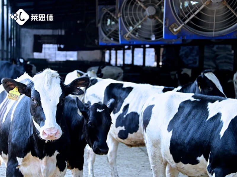 规模化养殖场如何选对氟苯尼考检测仪？实测对比来了